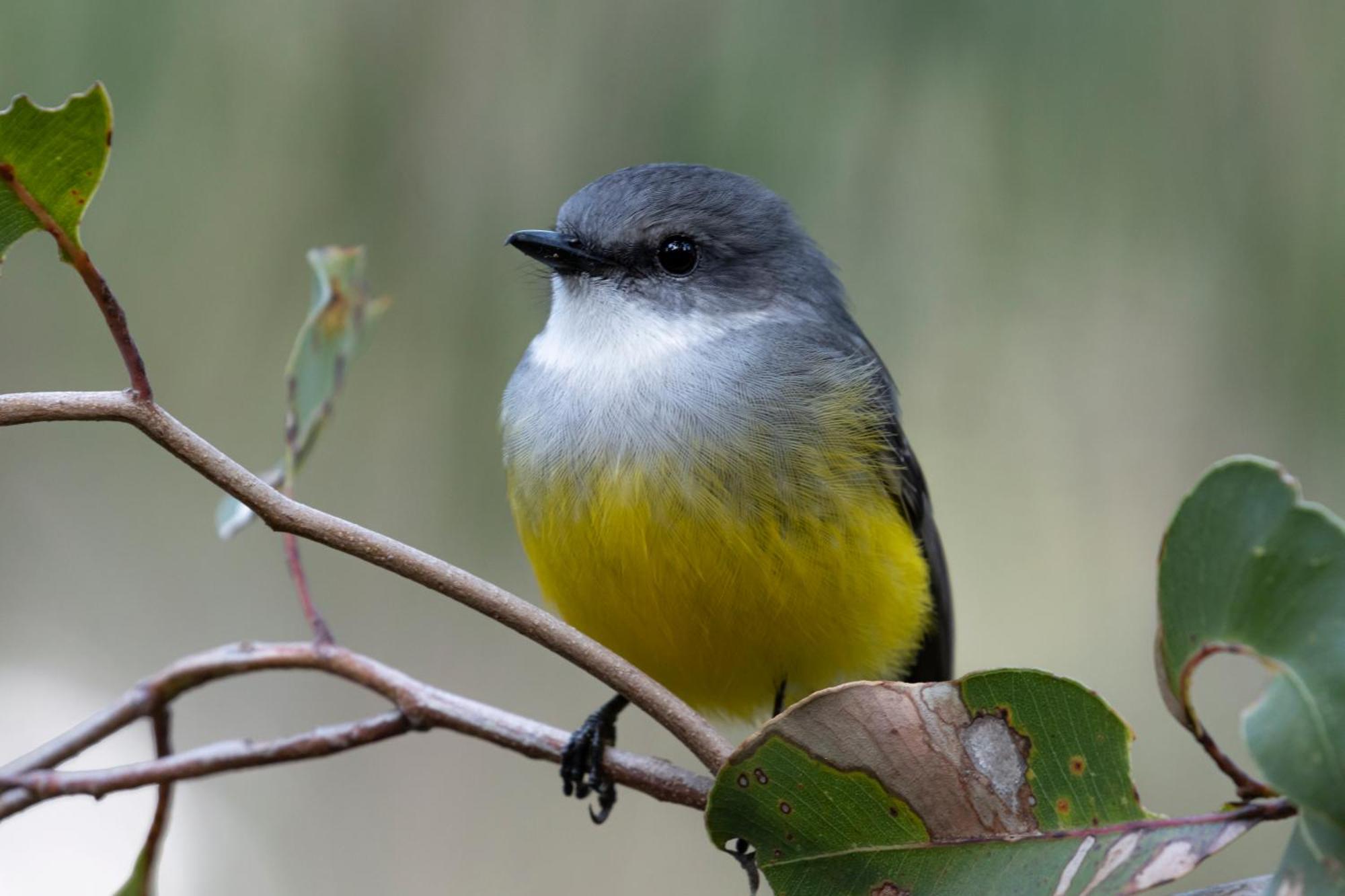 Yelverton Brook Conservation Sanctuary Metricup Buitenkant foto