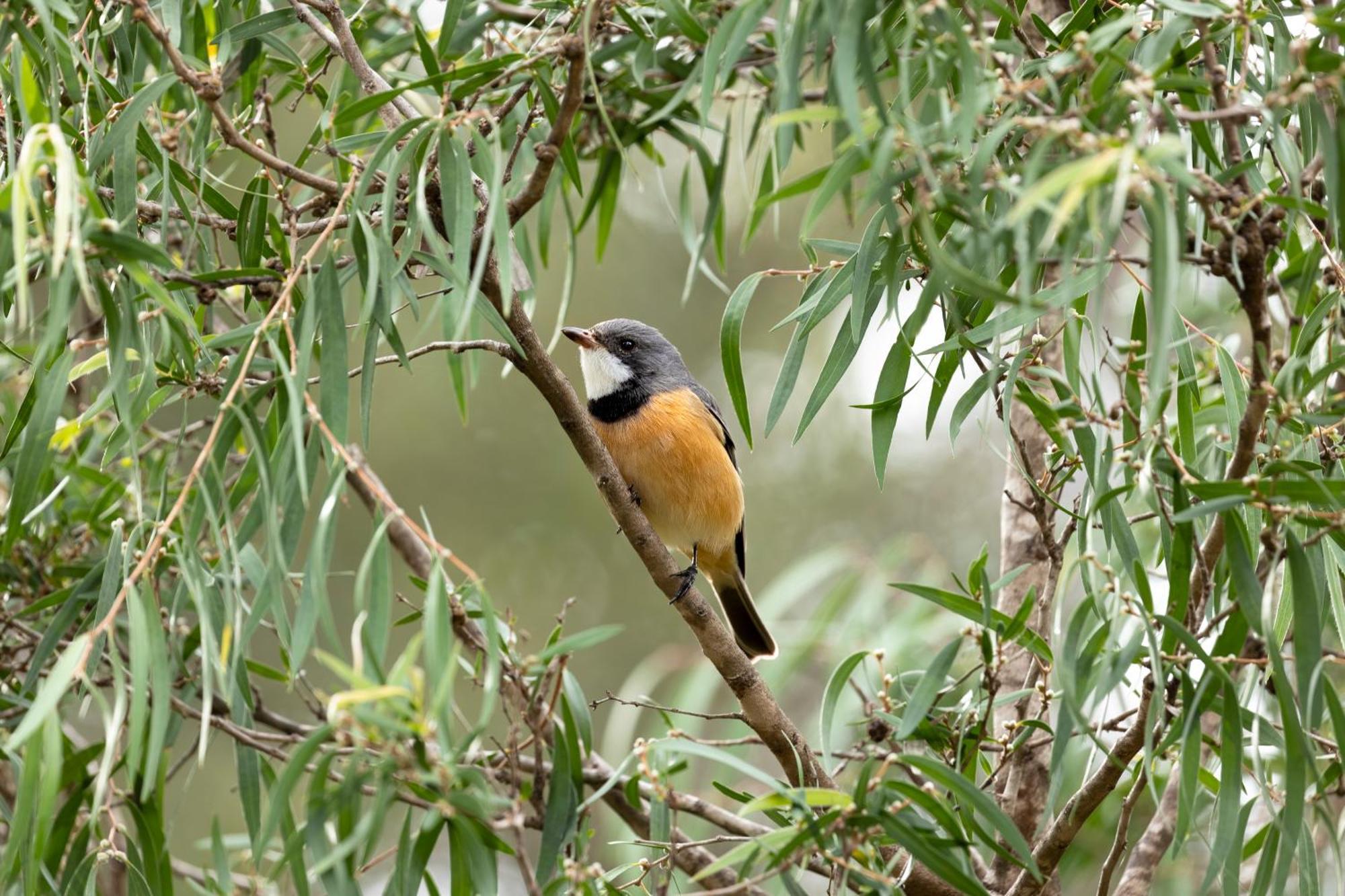 Yelverton Brook Conservation Sanctuary Metricup Buitenkant foto